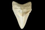 Serrated, Fossil Megalodon Tooth - Aurora, North Carolina #176571-1